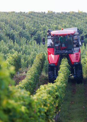 Blogbild: Weinberge und Weinbau