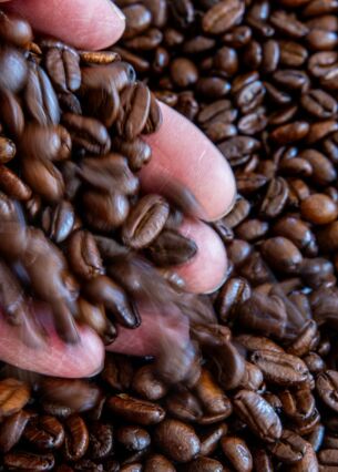 Eine Hand schüttet geröstete Kaffeebohnen auf eine Schale. Die Preise für Rohkaffee sind in den letzten Wochen gestiegen. (zu dpa: «Marktforscher: Kaffee verliert junge Käufer»)
