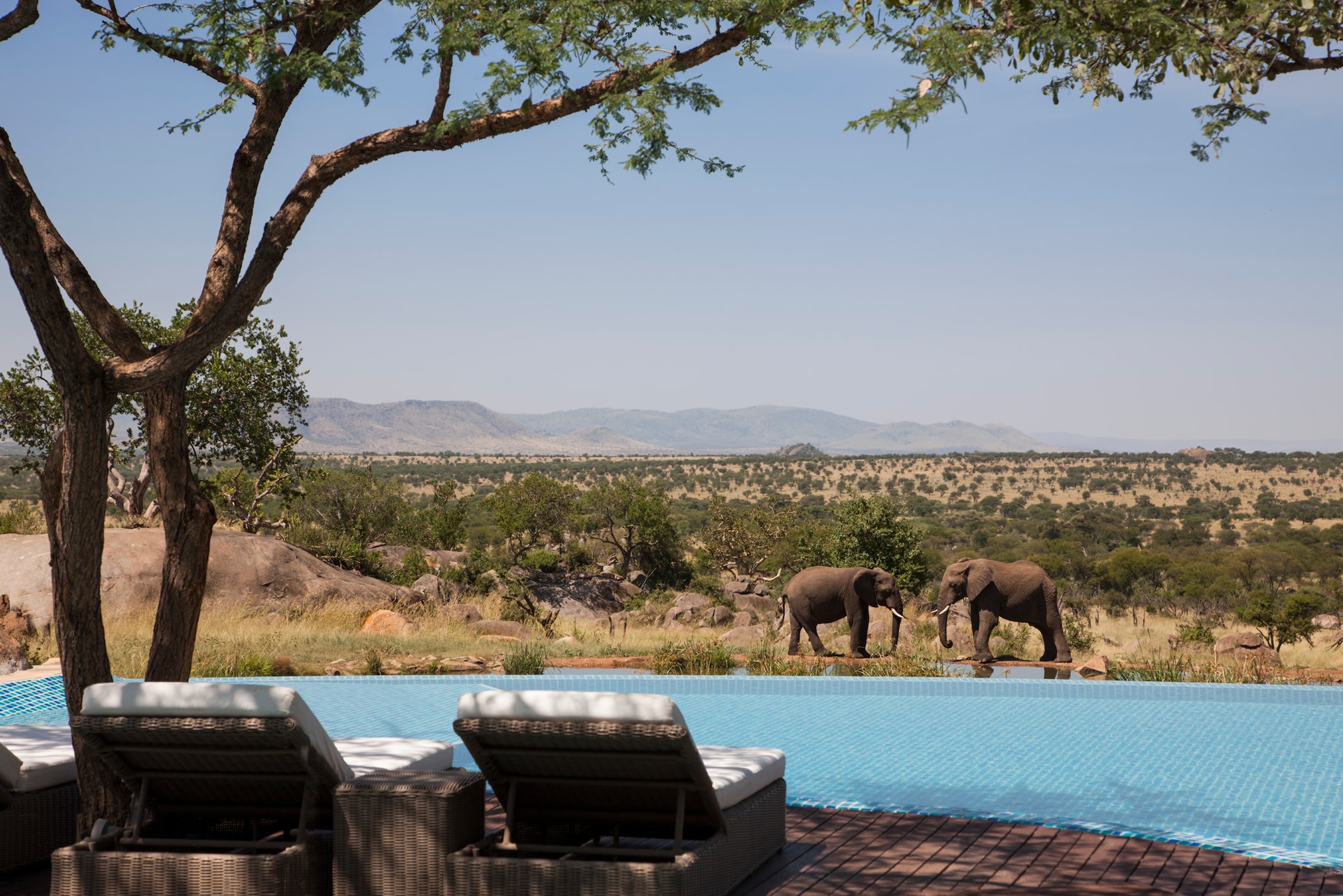 Sun loungers and a blue-tiled swimming pool overlook a watering hole where two elephants greet each other. The Serengeti stretches beyond.