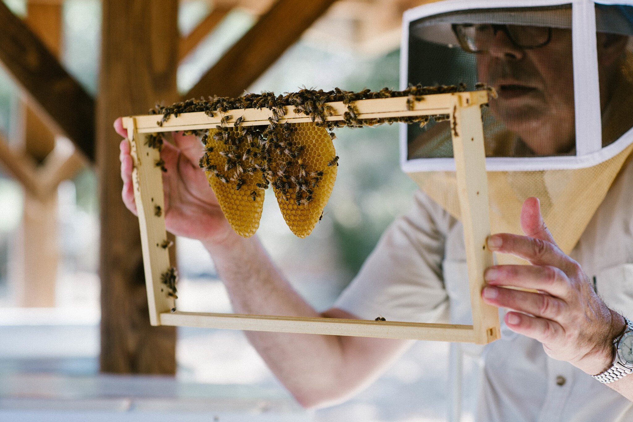 A man wearing a beekeeping hood holds up a beehive frame swarming with bees, slowly building two teardrop-shaped honeycombs.