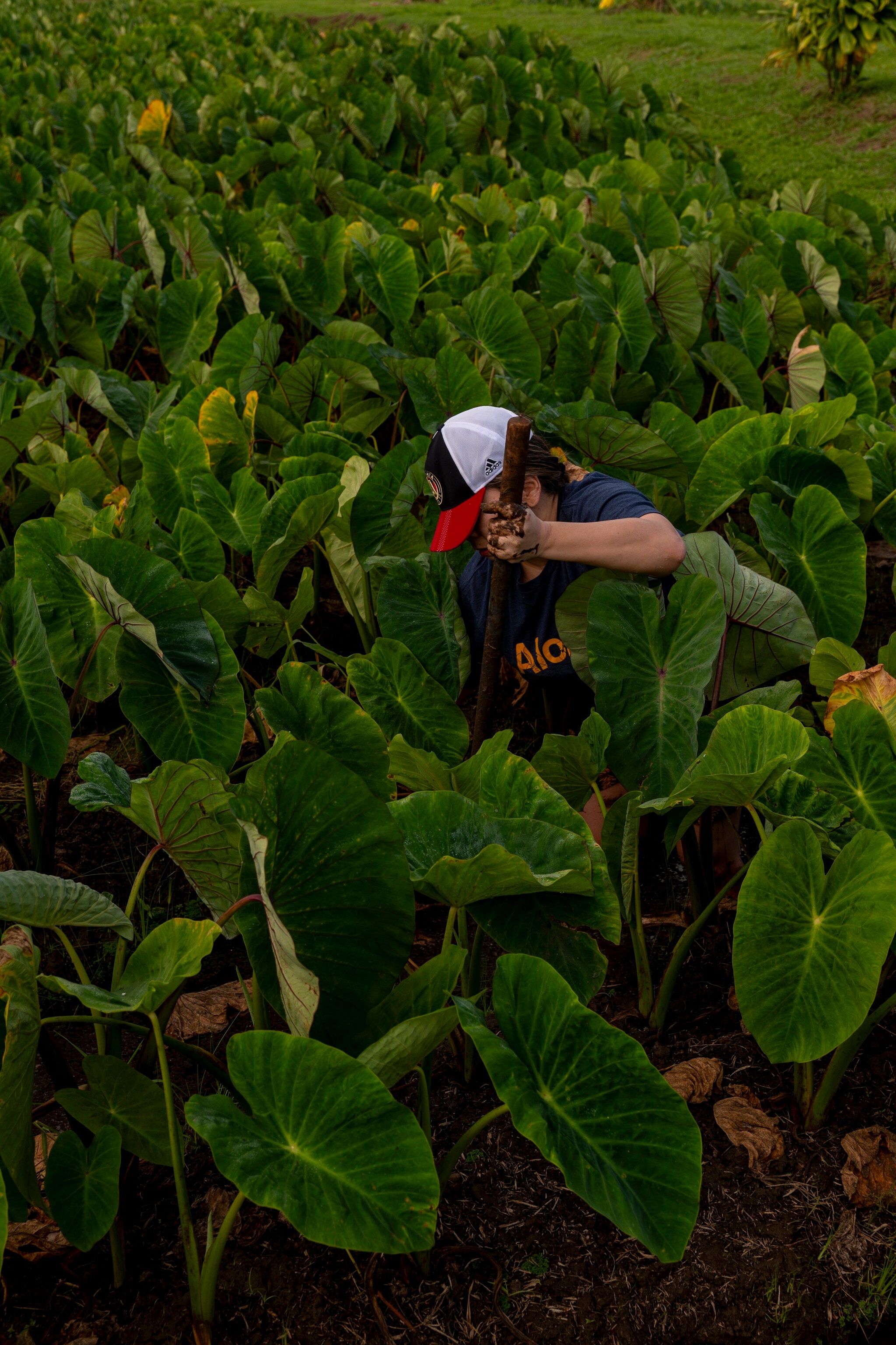 A farmer with muddy hands uses a long-handled tool in a dense patch of taro plants.