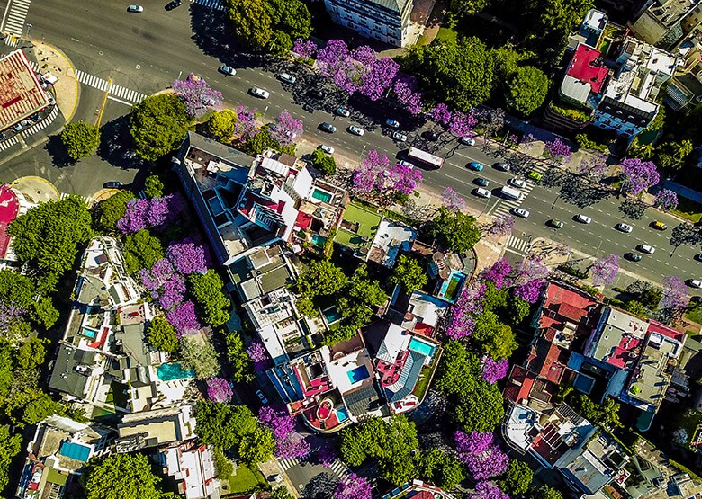 A Buenos Aires avenue with blooming jacaranda trees