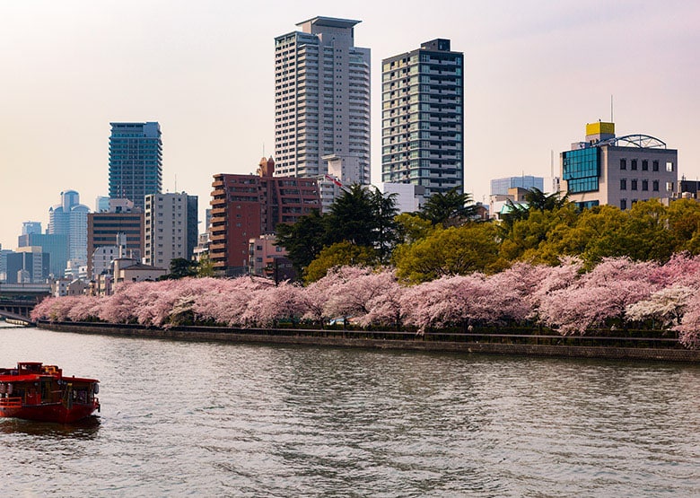 Blooming sakura flowers in Temma Park in Osaka