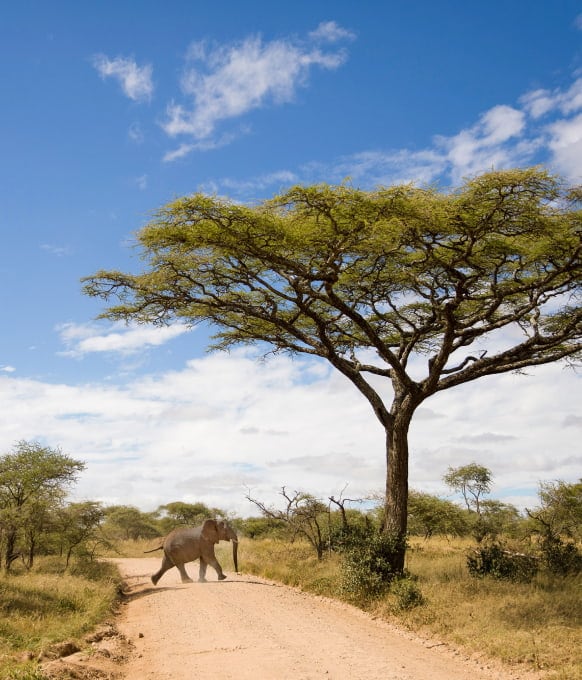 Safari in East Africa