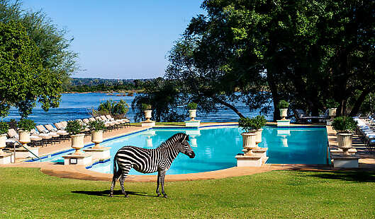 Relax by the pool while our local Zebra's walk past