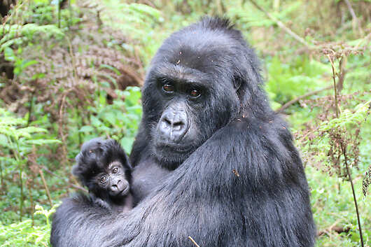 A gorilla parent cradles its infant amid bright-green jungle