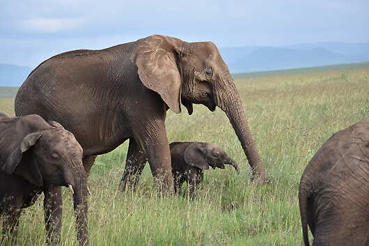 Elephants, Africa