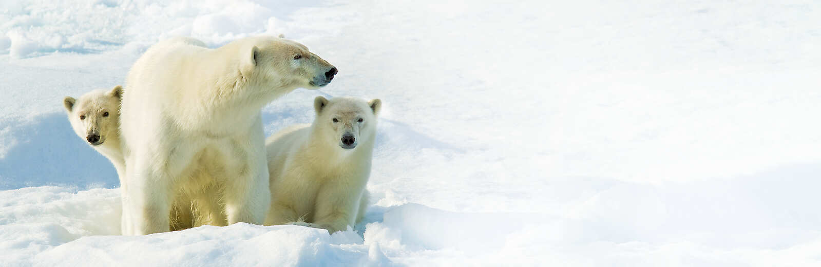 Polar Bears in the Arctic 