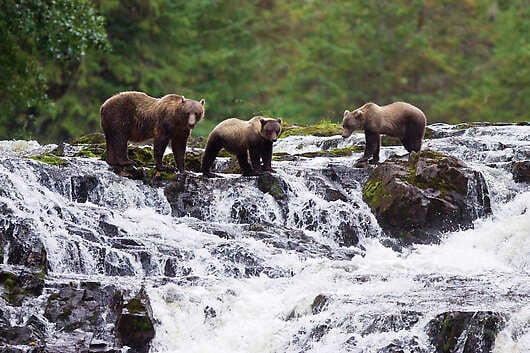Bears stand on mossy rocks over river rapids