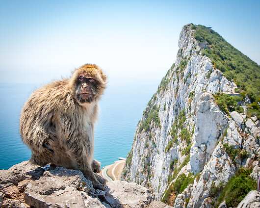 Macaque at the Rock of Gibraltar, Spain