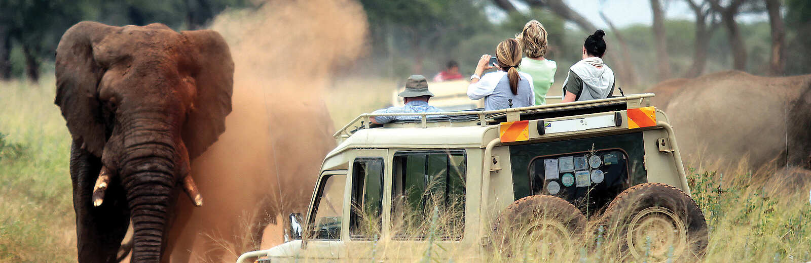 Private game drives in Tauck’s open-top safari vehicles in Serengeti national park – led by expert guides for unparalleled wildlife viewing.