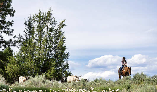 Horseback Riding Experience