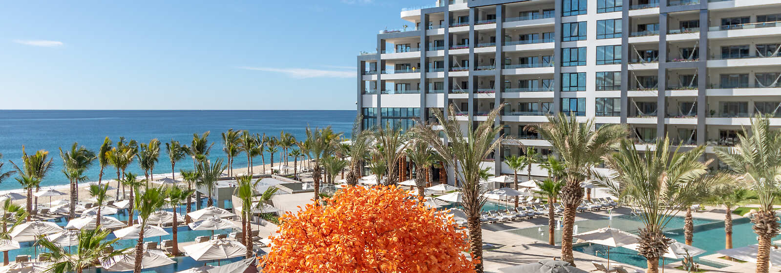 Pool and orange tree