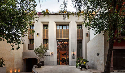 Pancho, Numu Boutique Hotel San Miguel de Allende resident pet