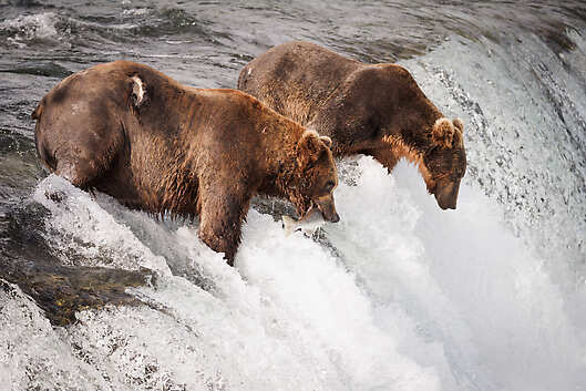 Brown Bears Alaska