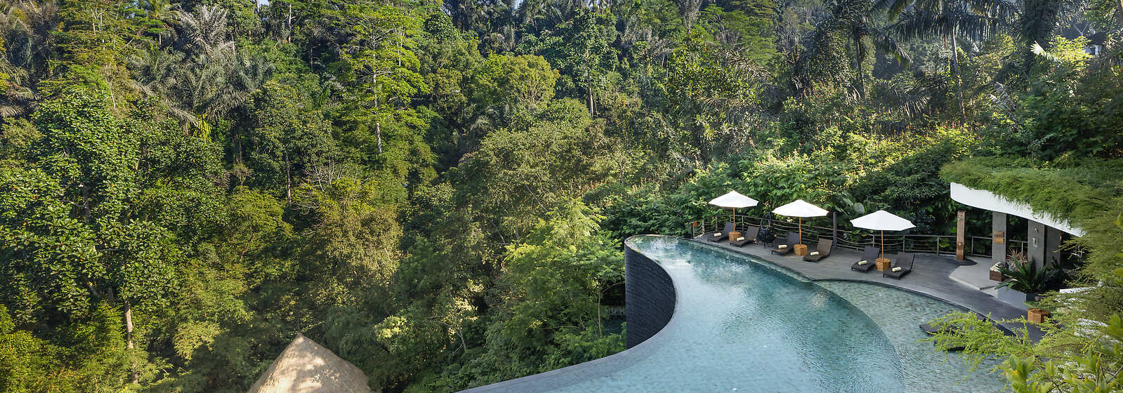 Aerial View of Swimming Pool and Jungle