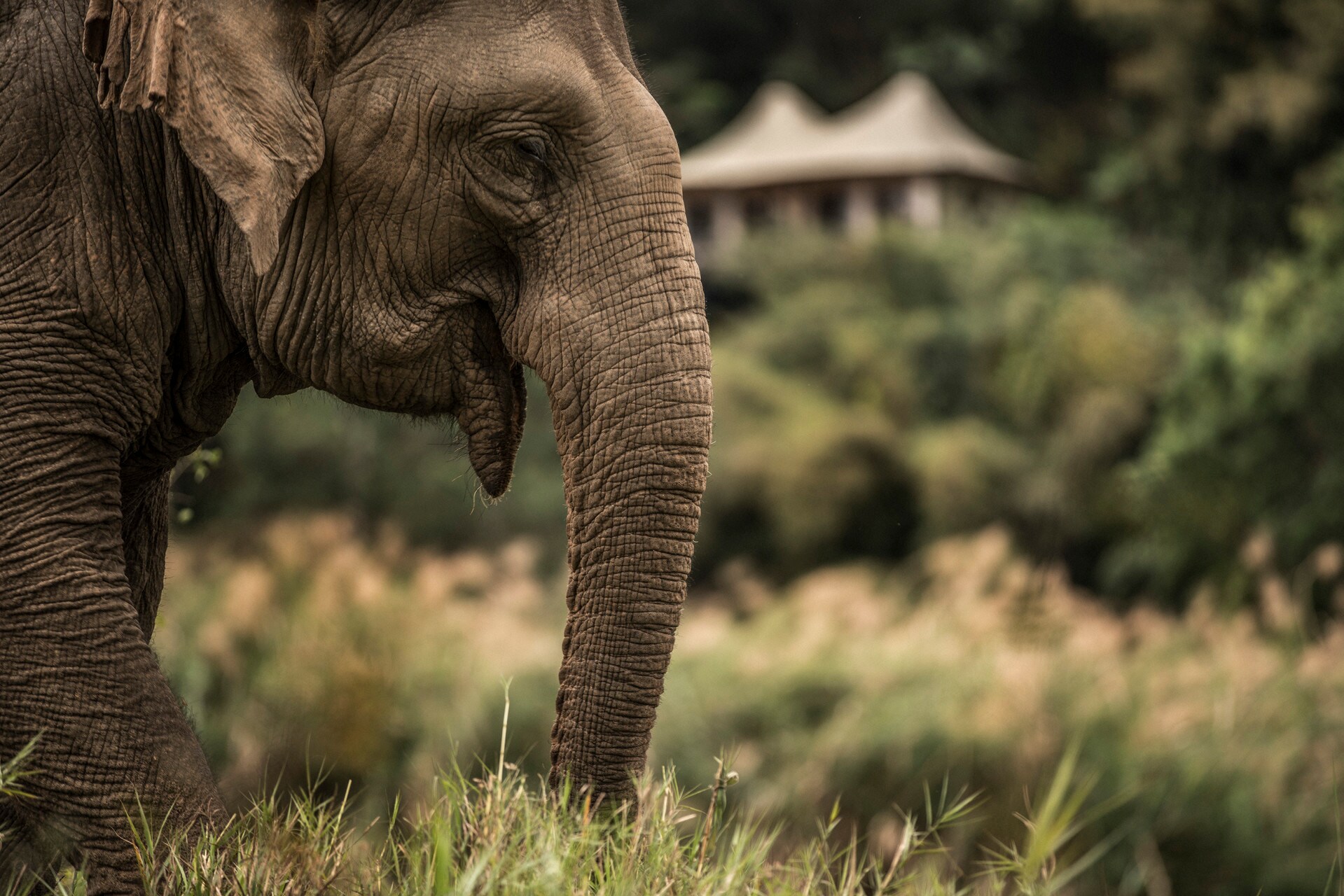 An adult Indian elephant reaches its trunk into vegetation against the out-of-focus backdrop of a forested hill and white building.
