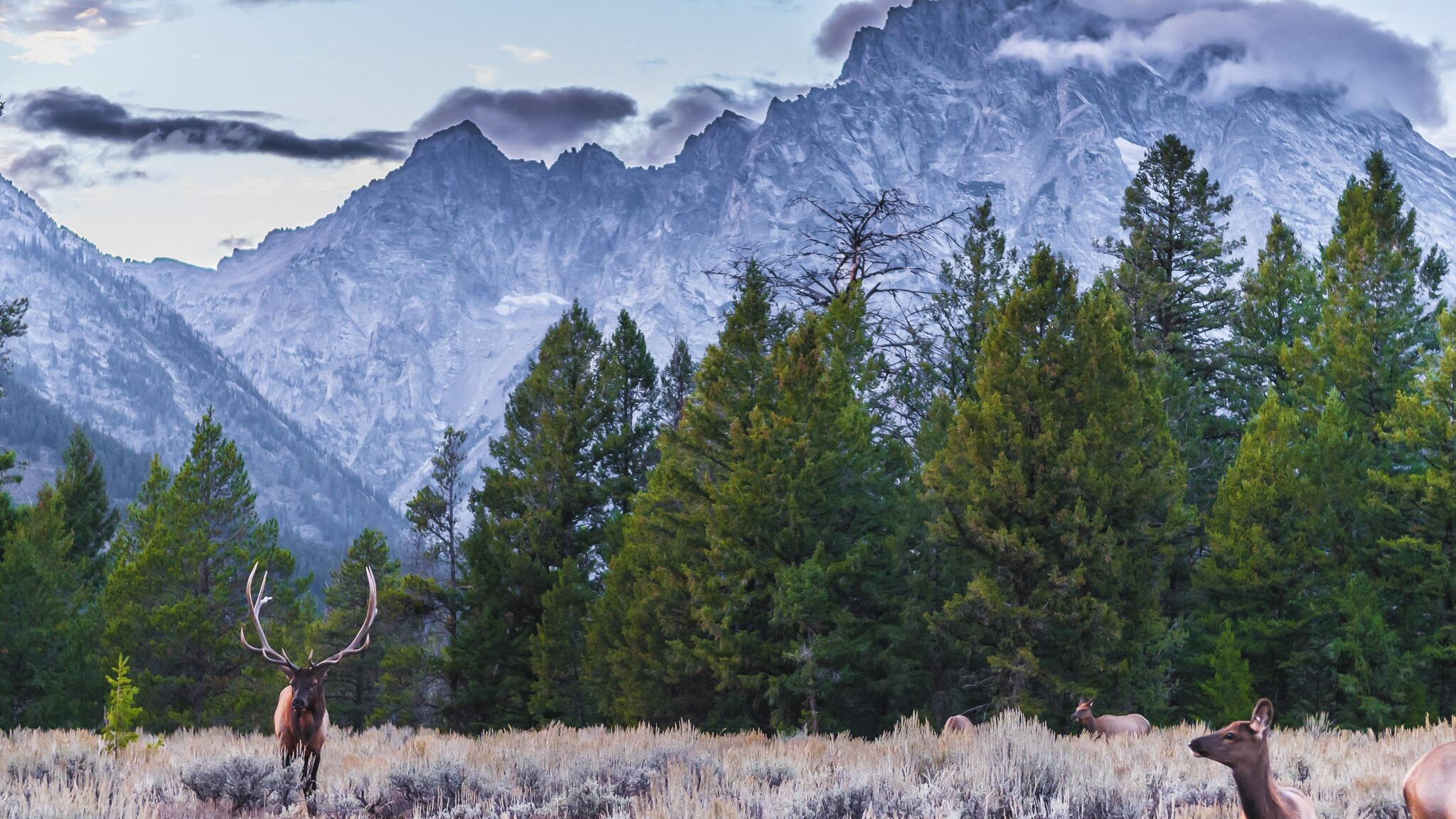 A stag with huge antlers grazes in a field while does amble nearby. Behind them, a line of evergreens frames the blue-white Rocky Mountains.