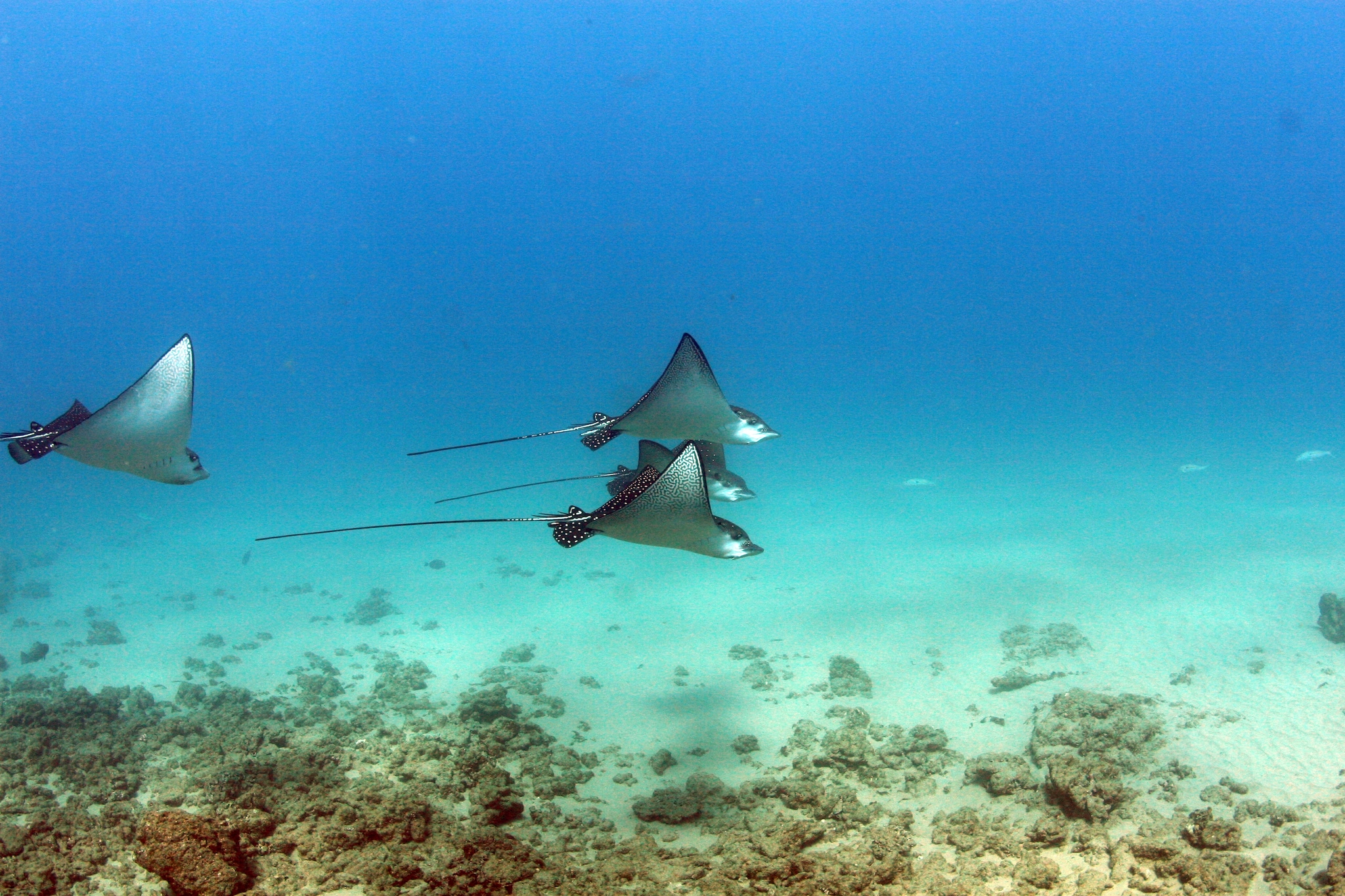 Four speckled manta rays, three together and one behind, glide through bright-blue water over a rocky seafloor. 
