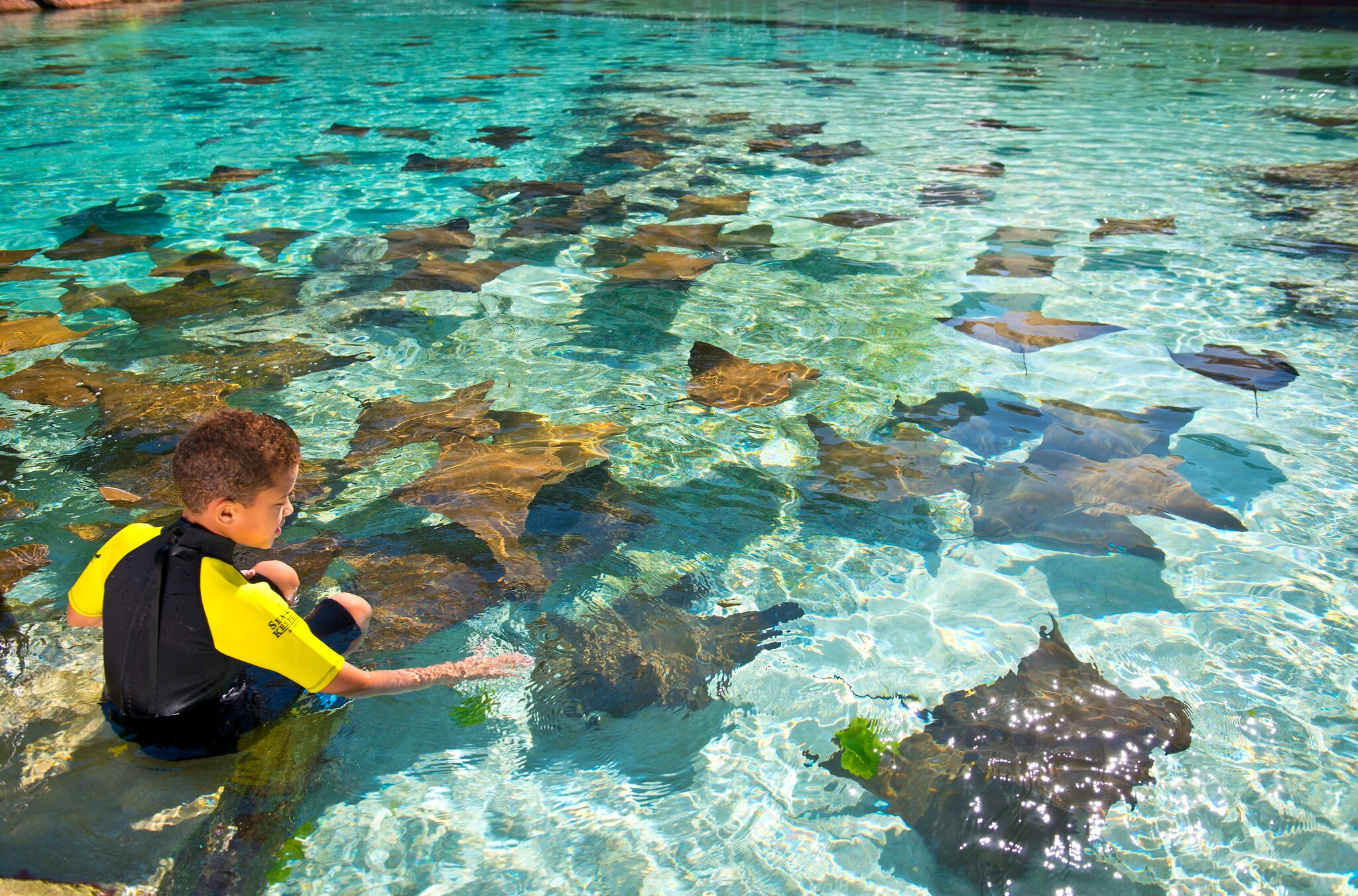 A young Black boy wearing a wetsuit with yellow sleeves sits on a rock in the water, carefully petting one of many manta rays swimming around.