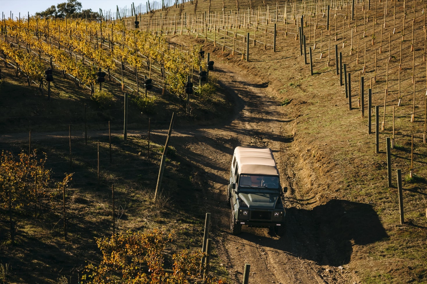 A green 4-by-4 with a beige canvas cover drives along a dirt path between vineyards, some with growth and some with wooden stakes.