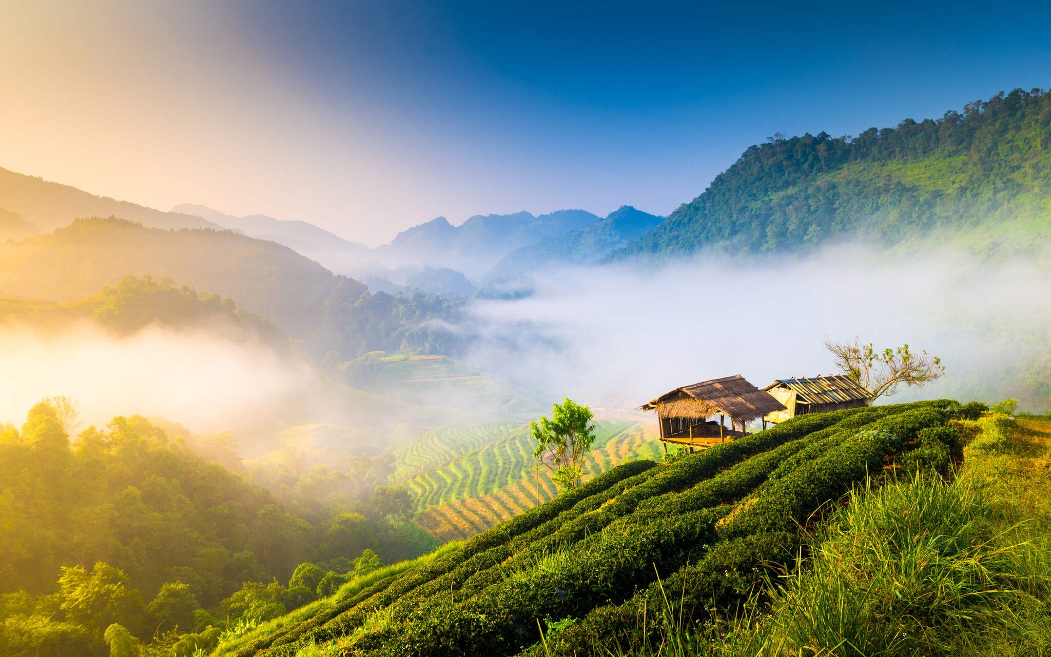 On a misty morning, two thatch-roofed huts cling to a hillside covered in long rows of low-lying crops that follow the contours of the land.