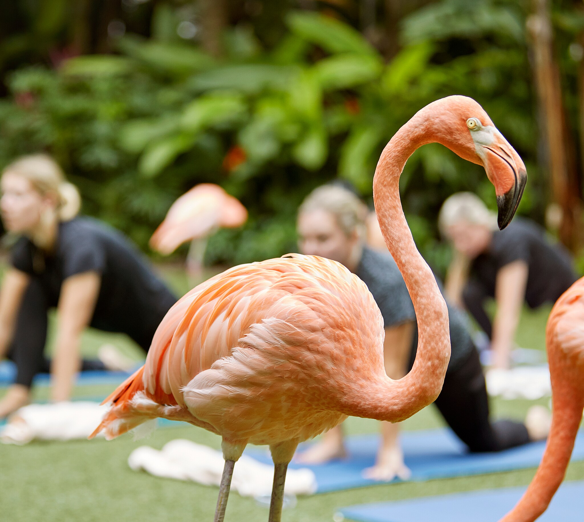 flamingo with people practicing yoga