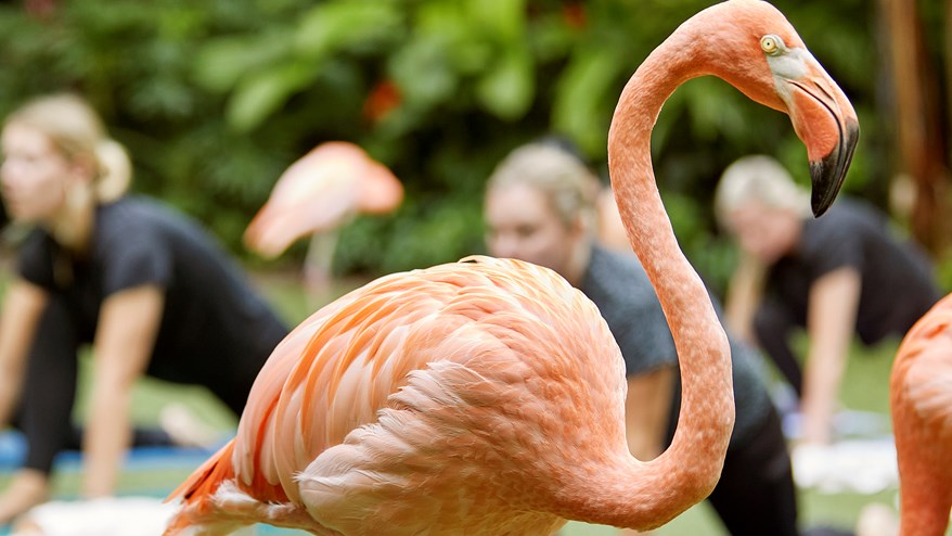 flamingo with people practicing yoga