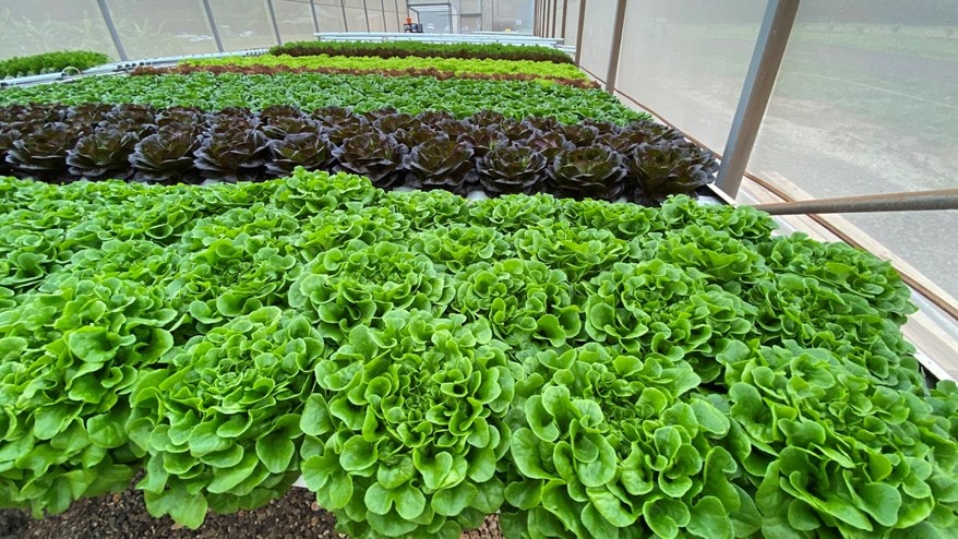Lettuce growing in greenhouse