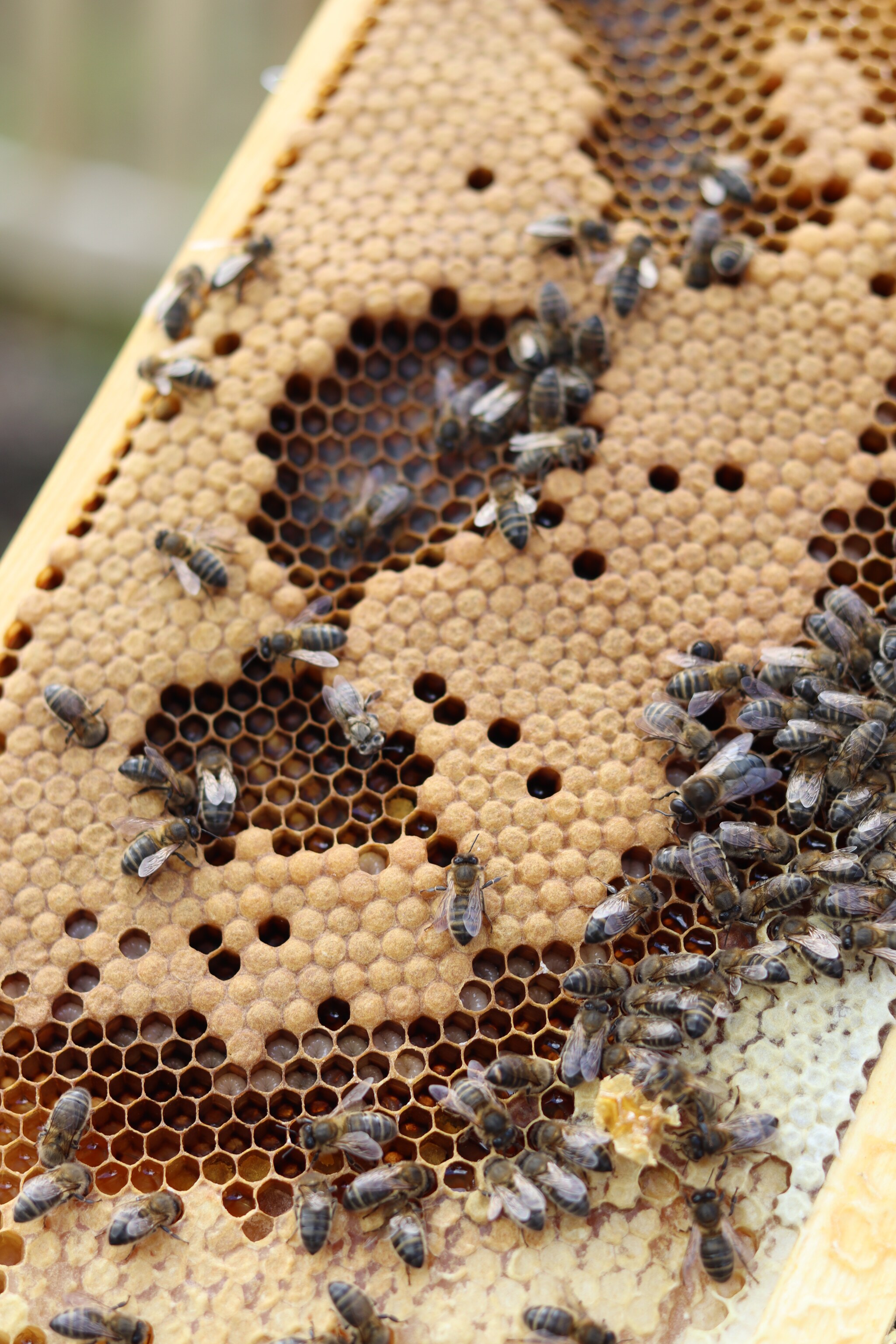 Bees in honeycomb