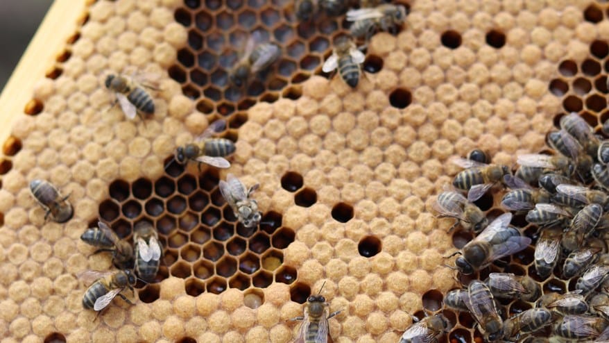 Bees in honeycomb