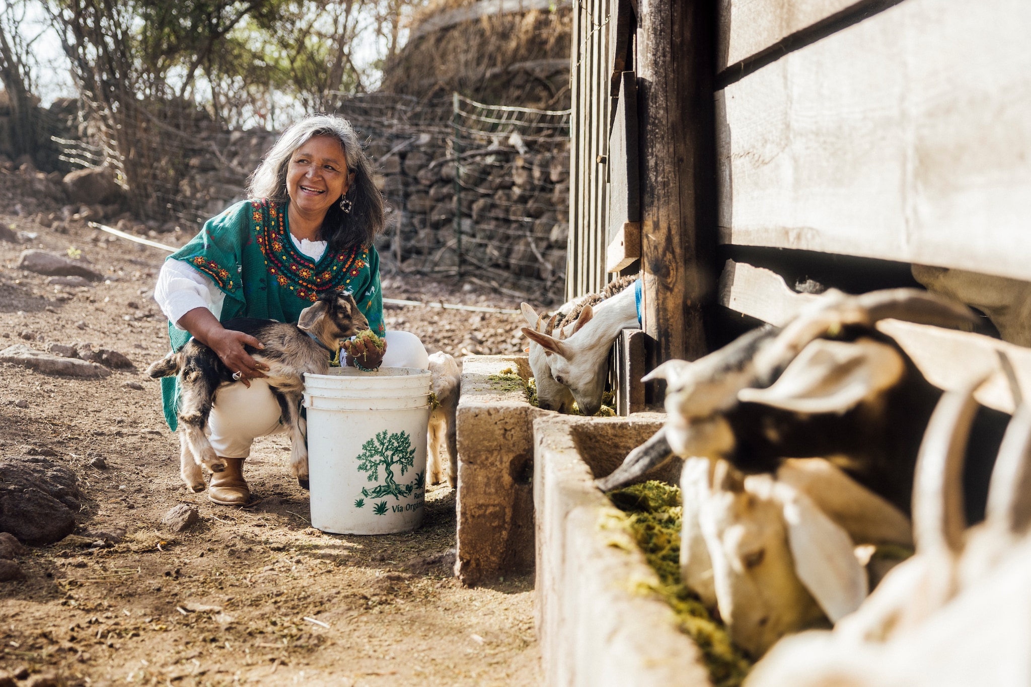 Woman feeding goats