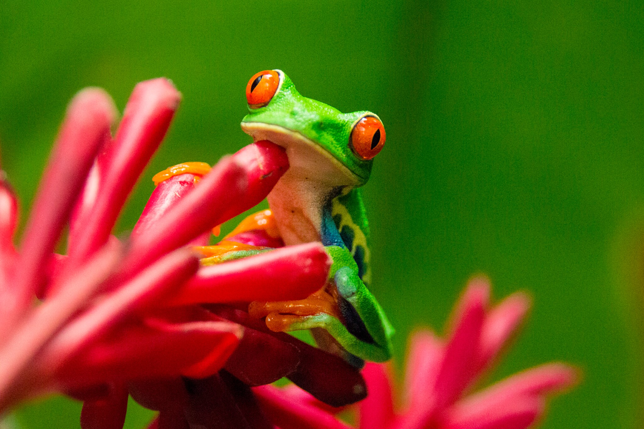 Frog on red plant