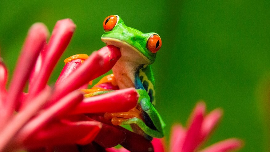 Frog on red plant