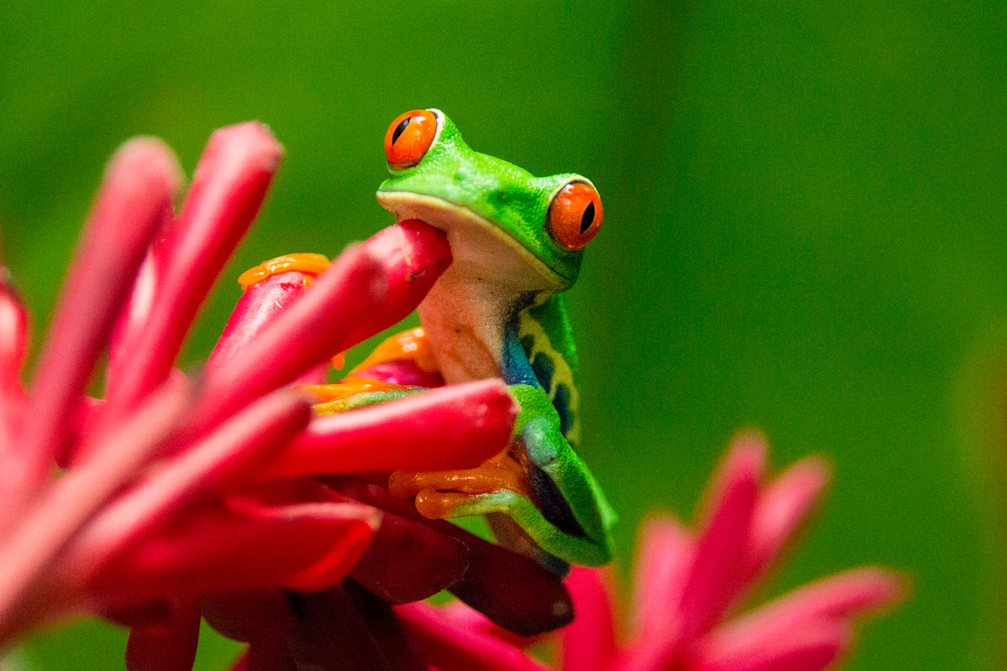 Frog on red plant