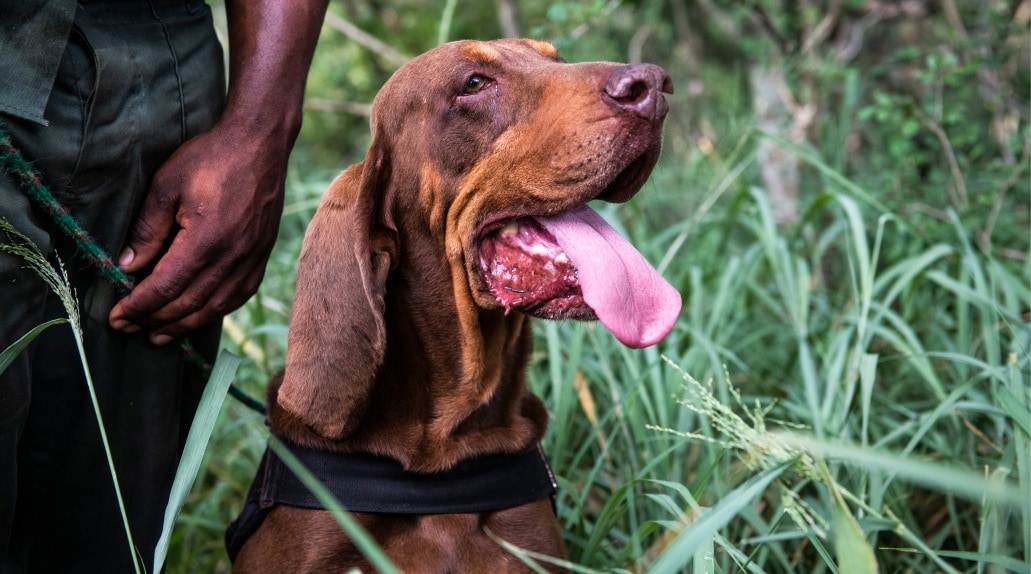 A brown dog with big ears and a big nose, sits in the grass with its mouth open and tongue lolling out while its handler holds its leash.