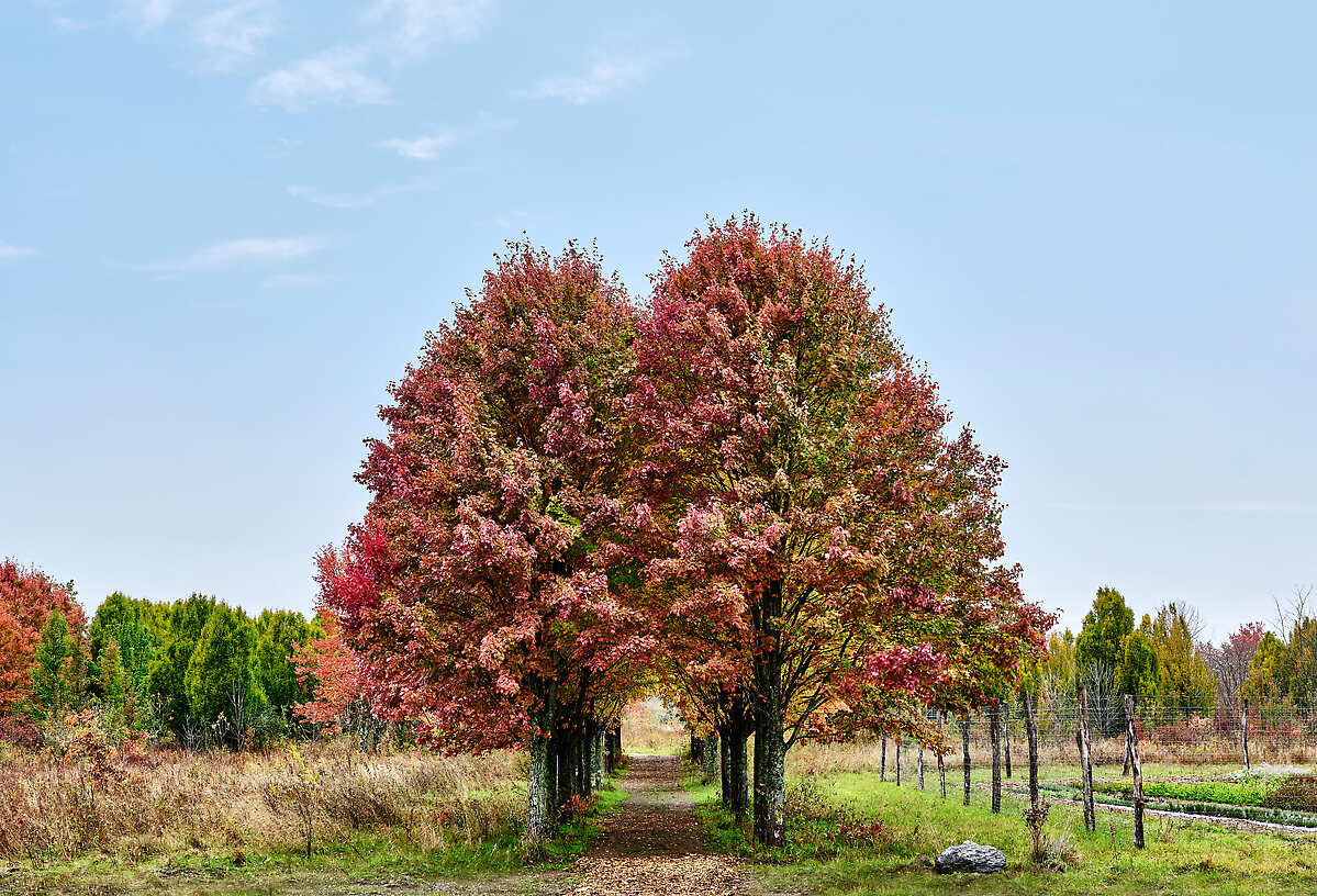 Tree lined path