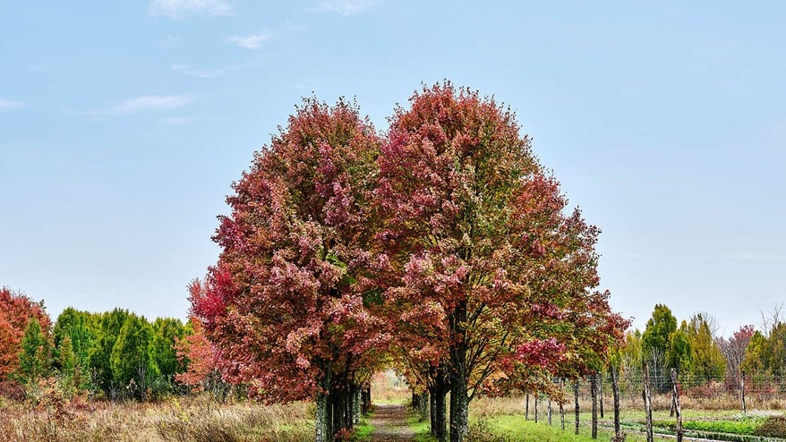 Tree lined path