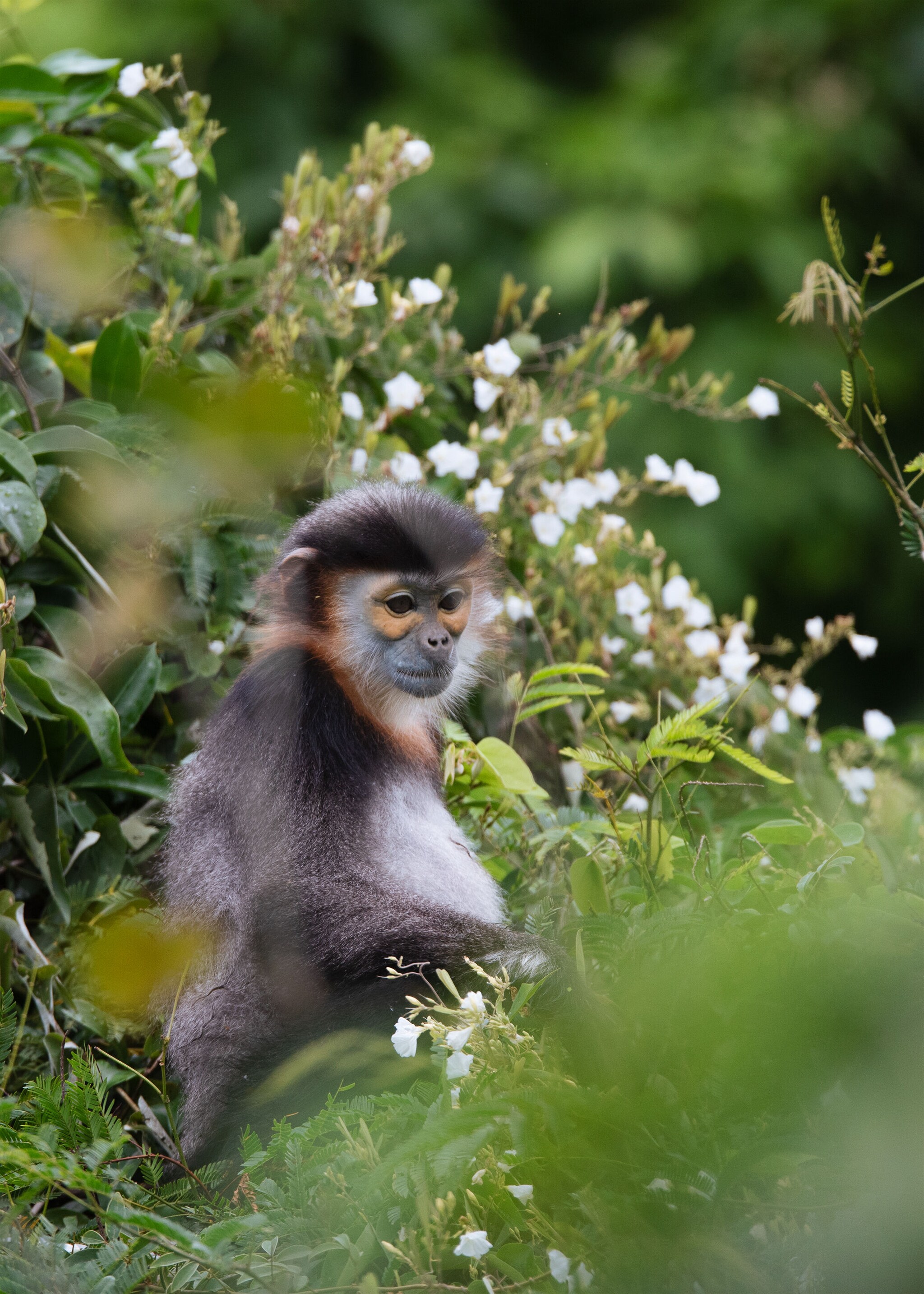 Monkey among flora