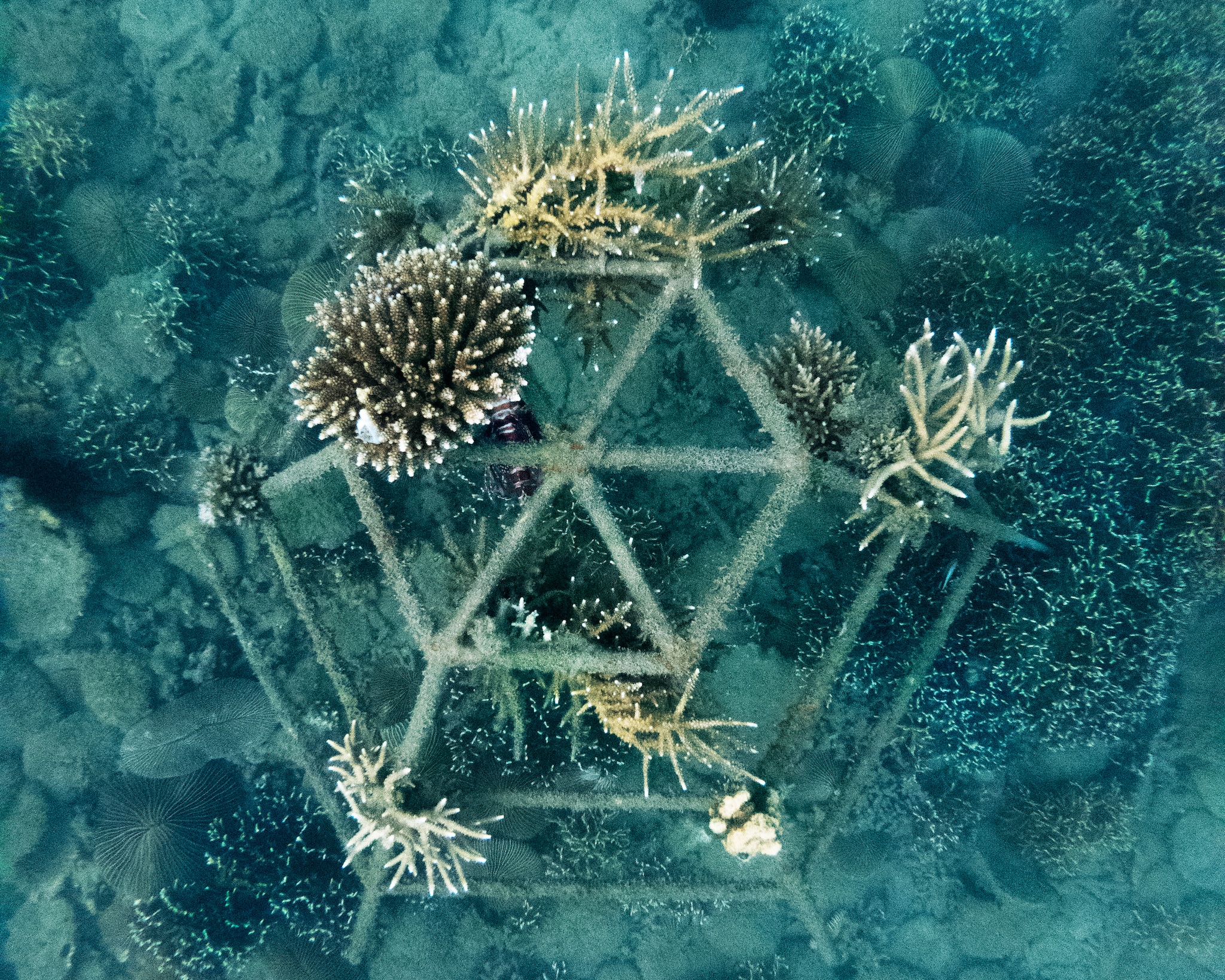 Corals growing on metal frame underwater