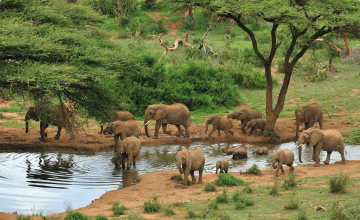 A herd of dusty-brown African elephants drinks and splashes in a river between grassland and trees. 
