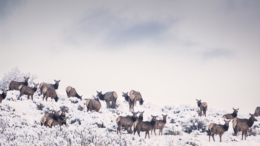 Deer herd on snowy slope