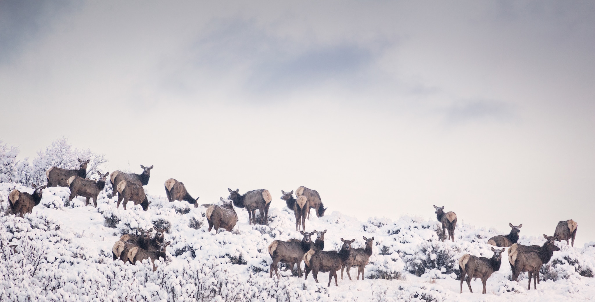 Deer herd on snowy slope