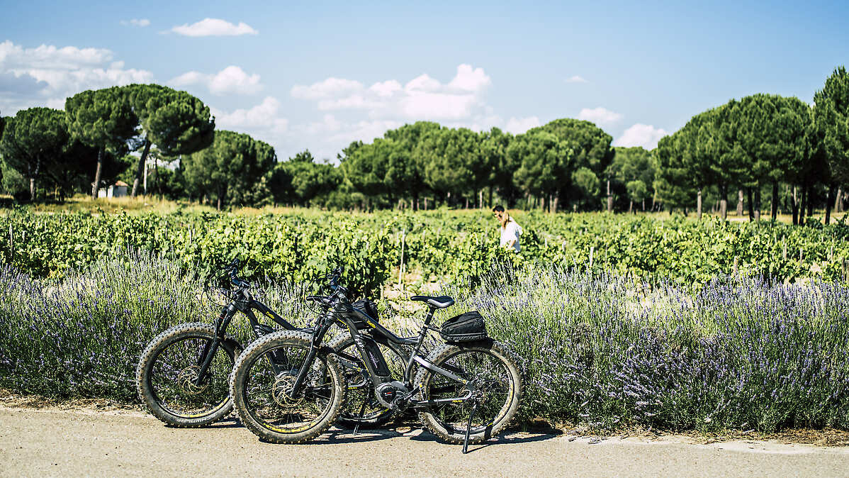 Electric bikes propped near vineyard