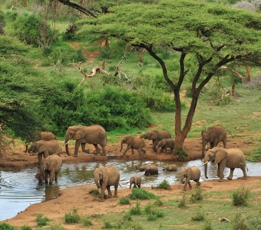 A herd of dusty-brown African elephants drinks and splashes in a river between grassland and trees. 