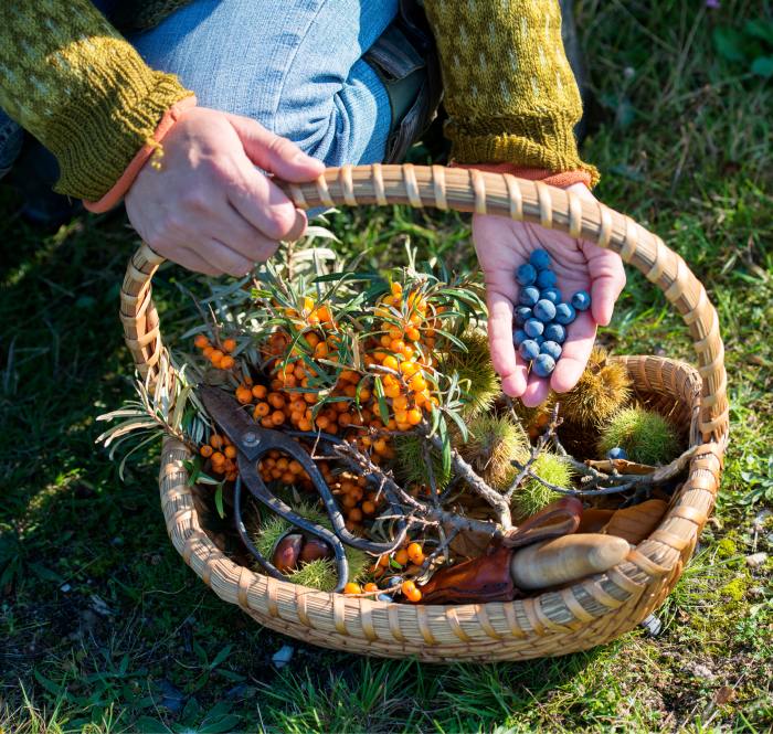 Someone in a green sweater holds a handful of blueberries for display over a basket of orange berries, mosses, and twigs.