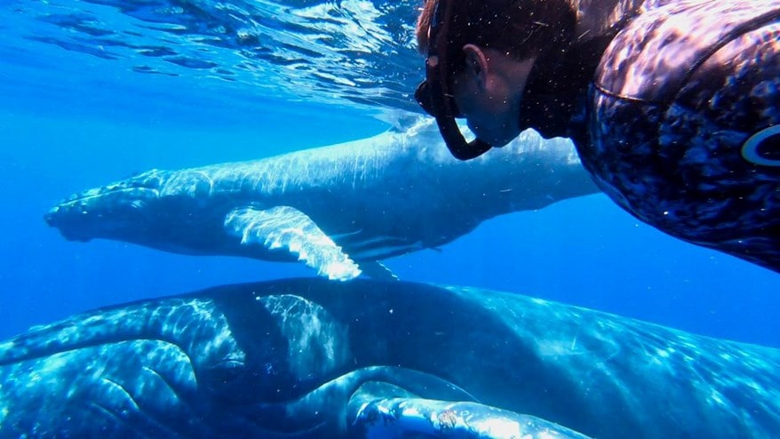 Diver with whales