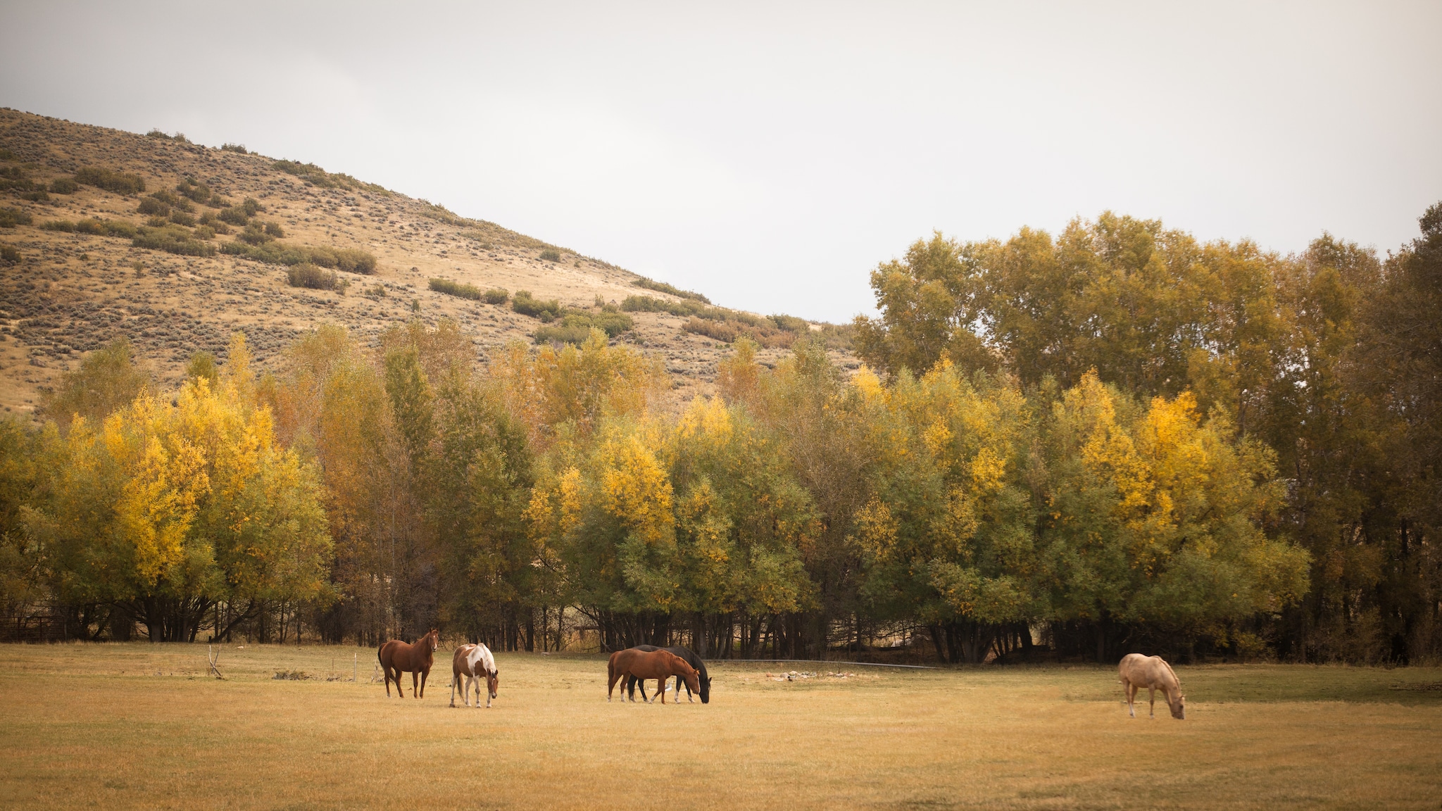 Horses grazing in field near woods