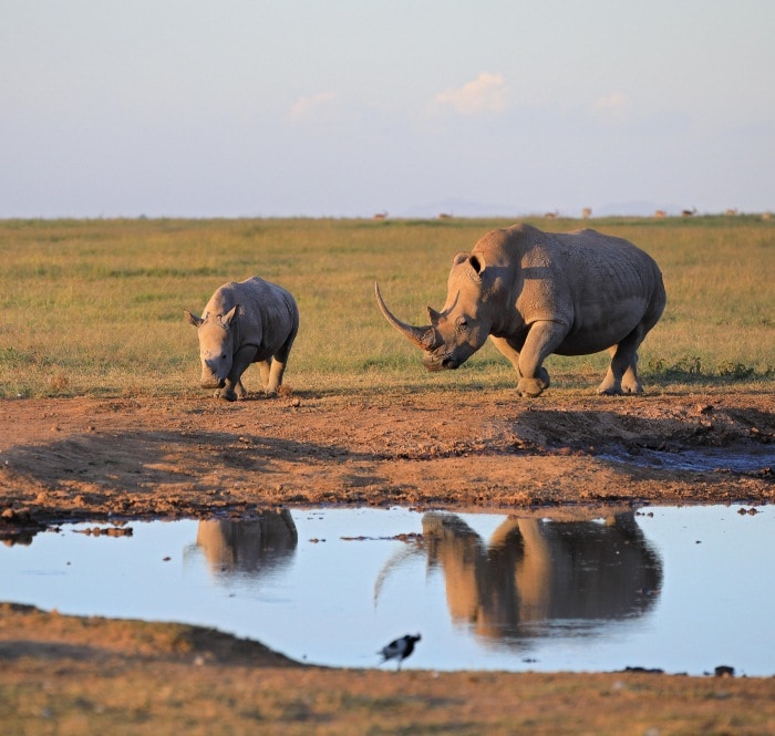 An adult rhino trots with its baby from a field towards a small watering hole.