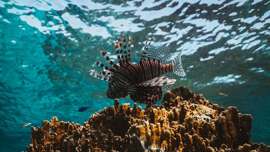 lion fish and coral